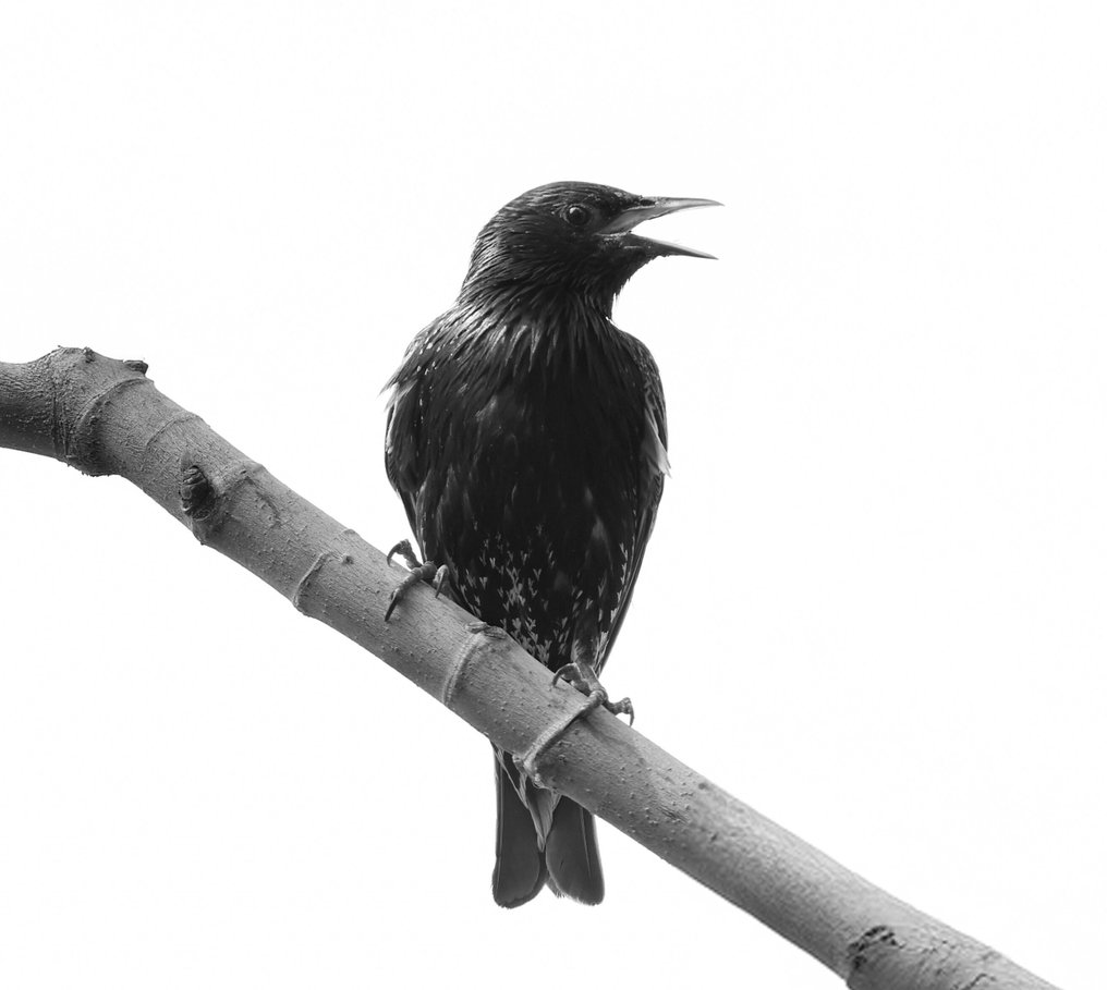 fbArt - "The Voice" edizione limitata #1.0