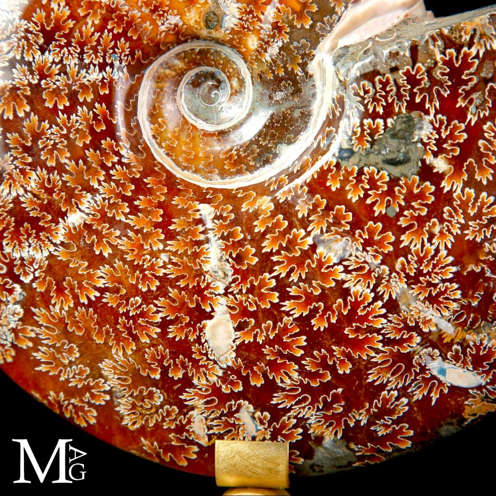 Nice quality ammonite Cleoniceras Fossil Ammonite on Design Base. - Height: 185 mm - Width: 150 mm- 1010 g #2.1