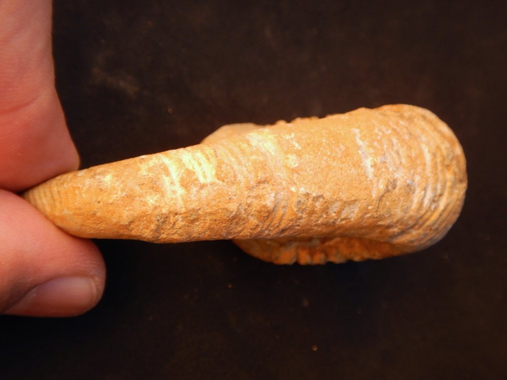 Goniatite - Fossilised animal - Heteromorph Ancyloceras - 7 cm - 4 cm  (No reserve price) #3.2