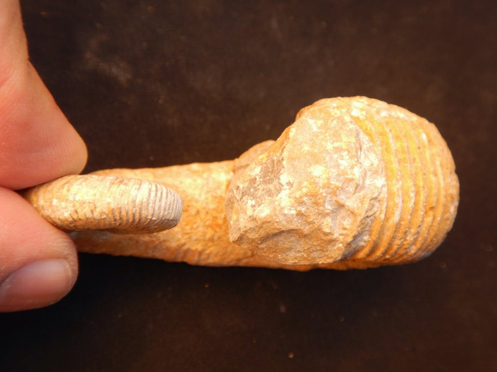 Goniatite - Fossilised animal - Heteromorph Ancyloceras - 7 cm - 4 cm  (No reserve price) #2.1