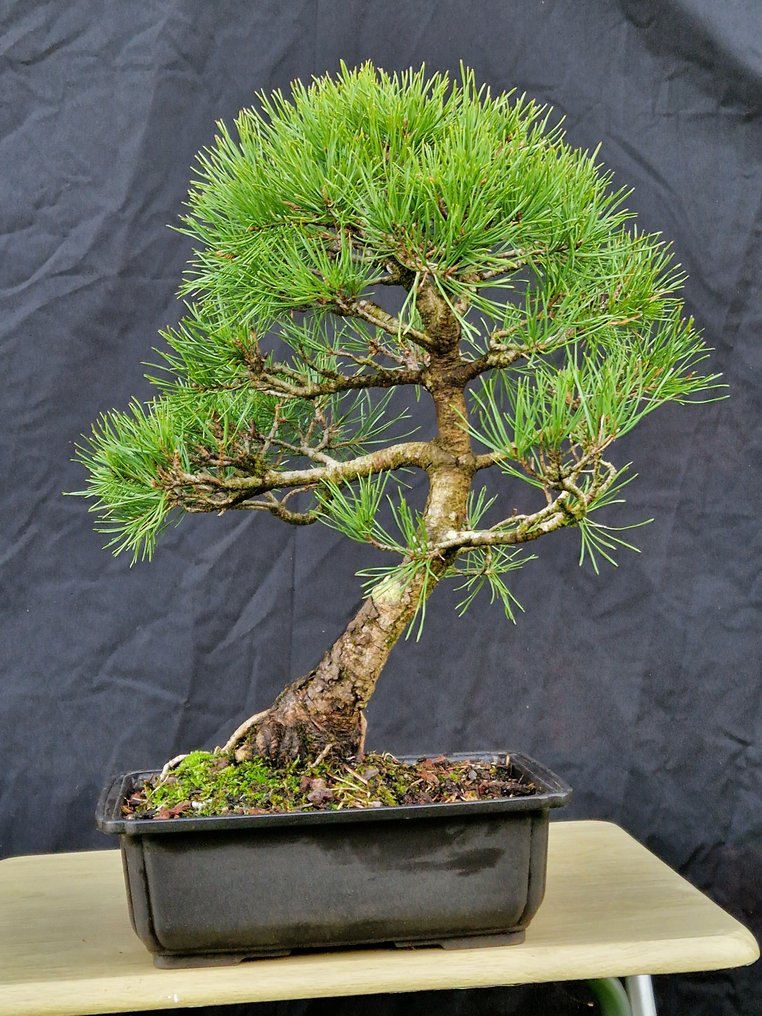 Pine bonsai (Pinus) - Height (Tree): 44 cm - Depth (Tree): 42 cm - Japan #1.0