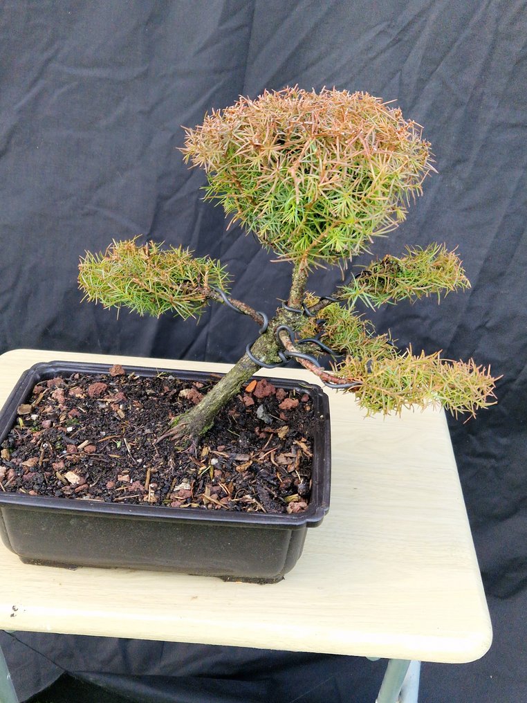 Japanese cedar - Height (Tree): 30 cm - Depth (Tree): 30 cm - France #2.1