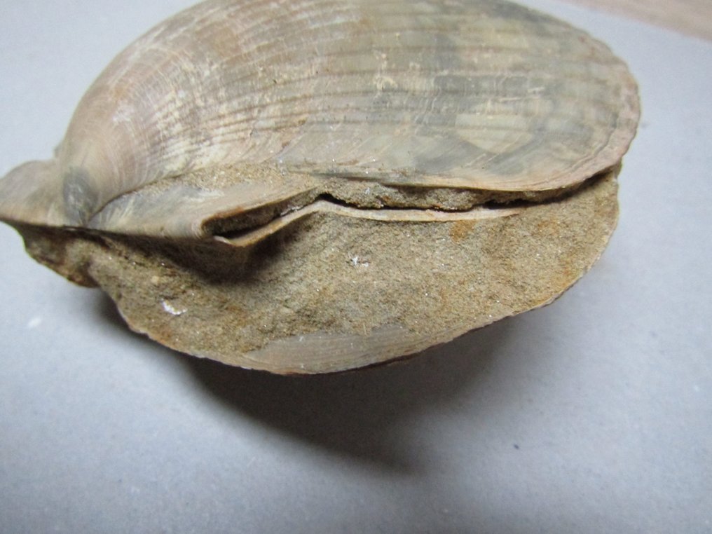 Fossiele schelp - Gefossiliseerde schelp - Pecten jacobaeus -Glycymeris insubrica - 4.8 cm - 11.5 cm (Zonder Minimumprijs) #2.1