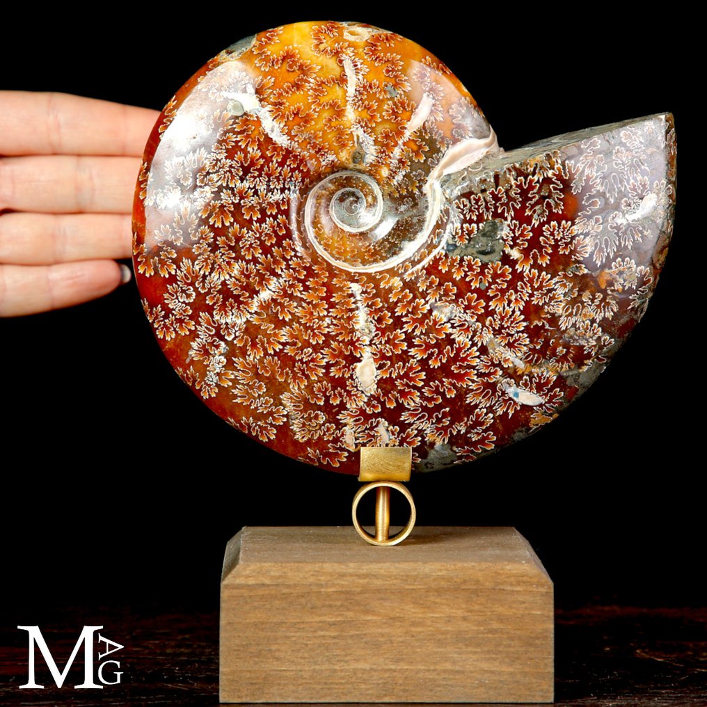 Nice quality ammonite Cleoniceras Fossil Ammonite on Design Base. - Height: 185 mm - Width: 150 mm- 1010 g #1.0