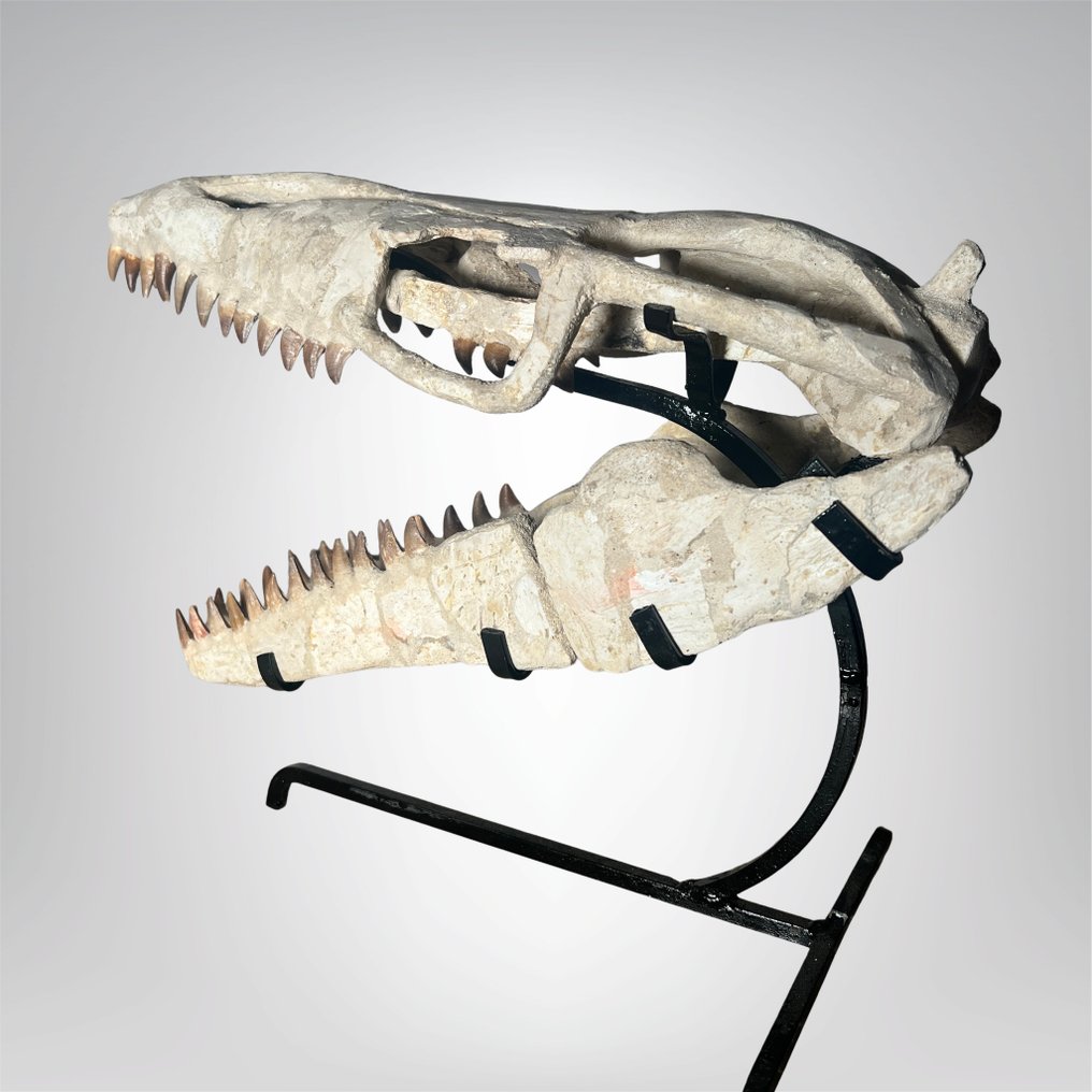Mosasauro - Cranio fossile - Mosasaurus sp. - 31 cm - 42 cm #4.3
