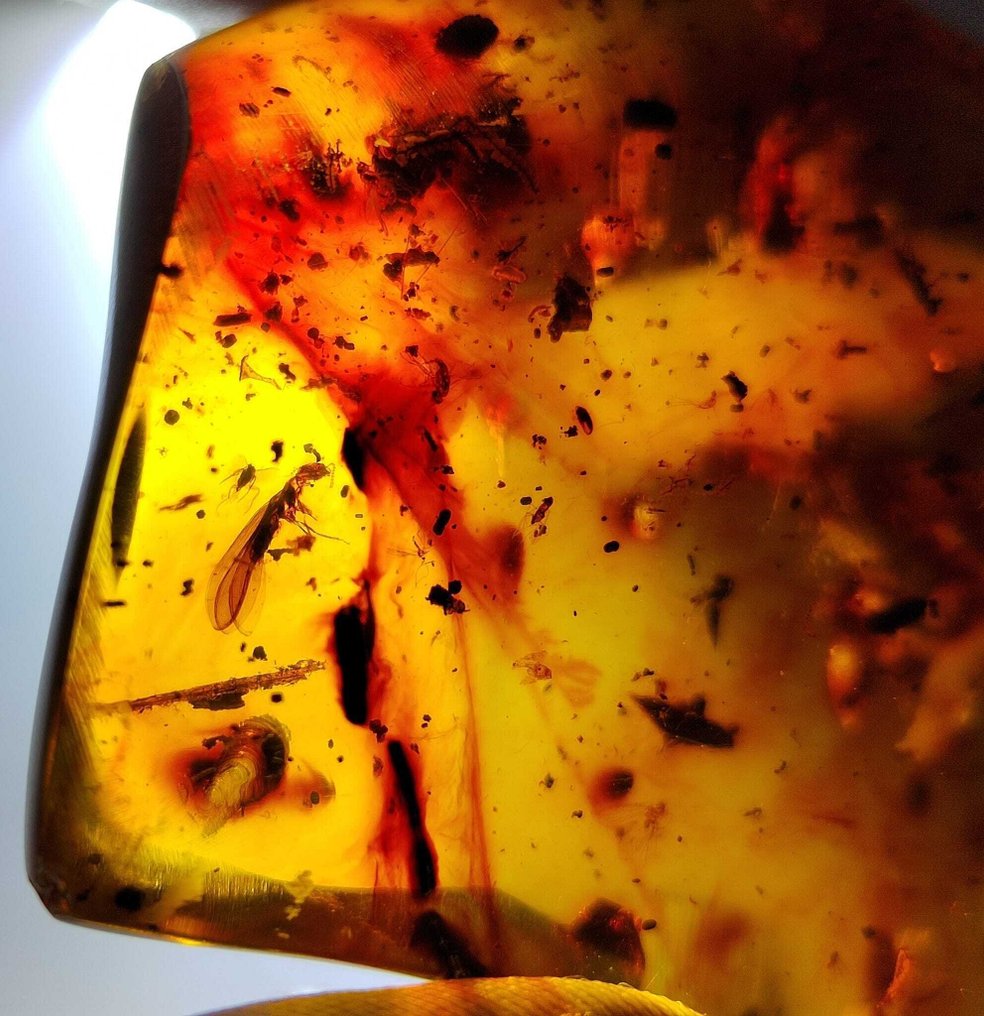 FOSSIL-AMAZING!! Domenikańskie bursztyny - 80 karatów.- 16 g #3.2