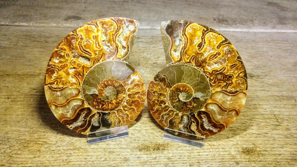 Amonite - Animal fossilizado - Aioloceras (Cleoniceras) sp. - Top quality Specimen - 11 cm - 9 cm (Sem preço de reserva) #4.3