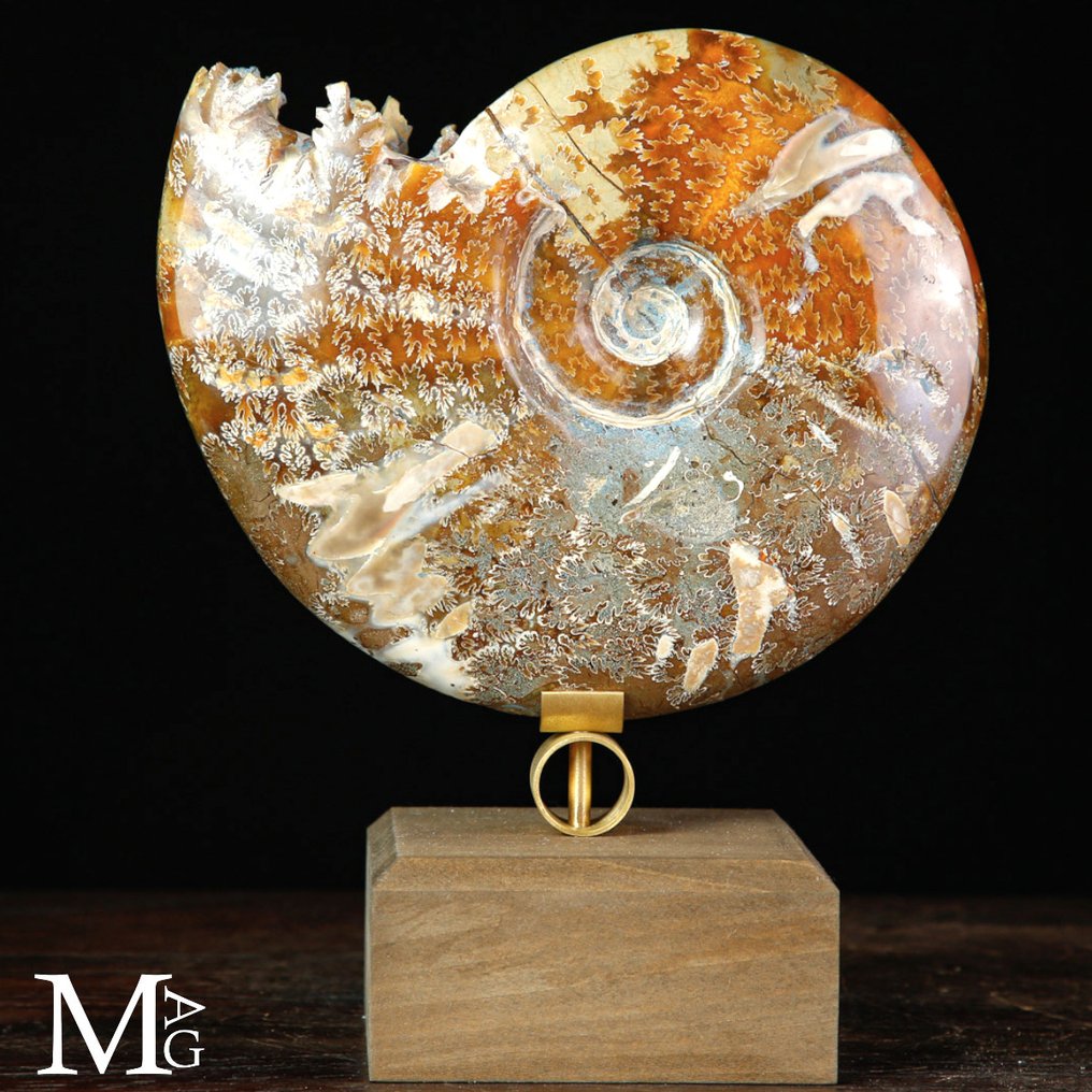 Ωραία ποιότητα αμμονίτη. Απολίθωμα Cleoniceras, ένα κοχύλι αμμόνη, στη Βάση Σχεδιασμού. - Ύψος: 180 mm - Πλάτος: 145 mm- 905 g #1.0