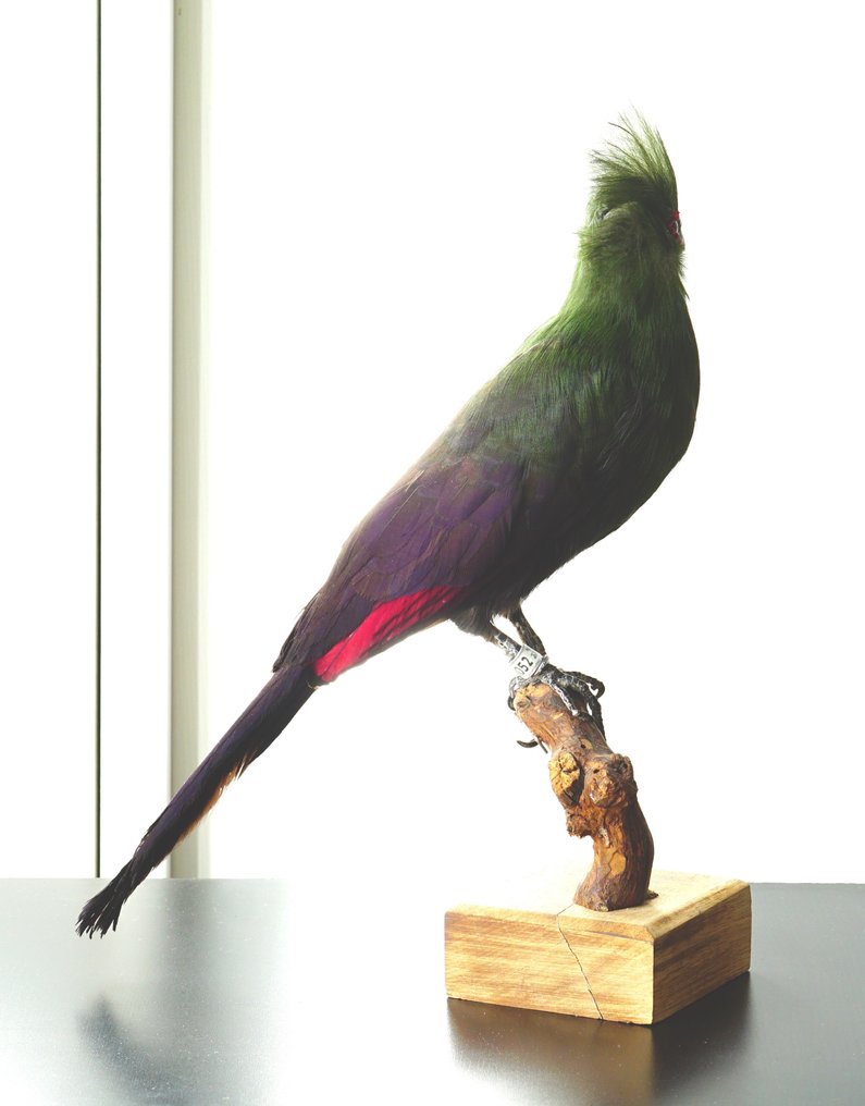 Turaco Support de corps entier pour taxidermie - Tauraco corythaix (with proof of origin) - 33 cm - 14 cm - 25 cm - CITES Annexe II - Annexe B dans l'UE #3.2