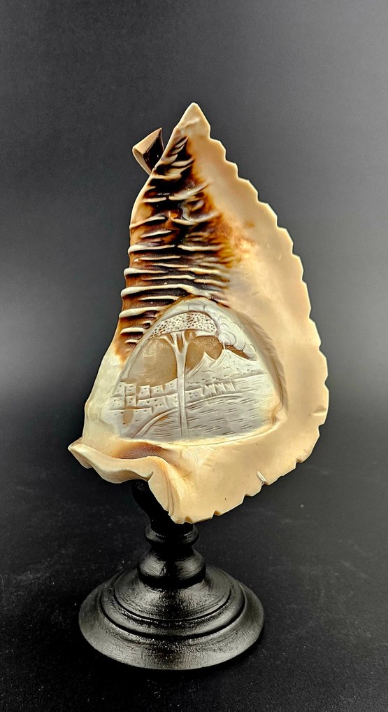 Lumaca di mare Allestimento tassidermico a corpo intero - Cameo Cyprae Cassis Madagascarensis - 170 mm - 120 mm - 120 mm - 1 #1.0