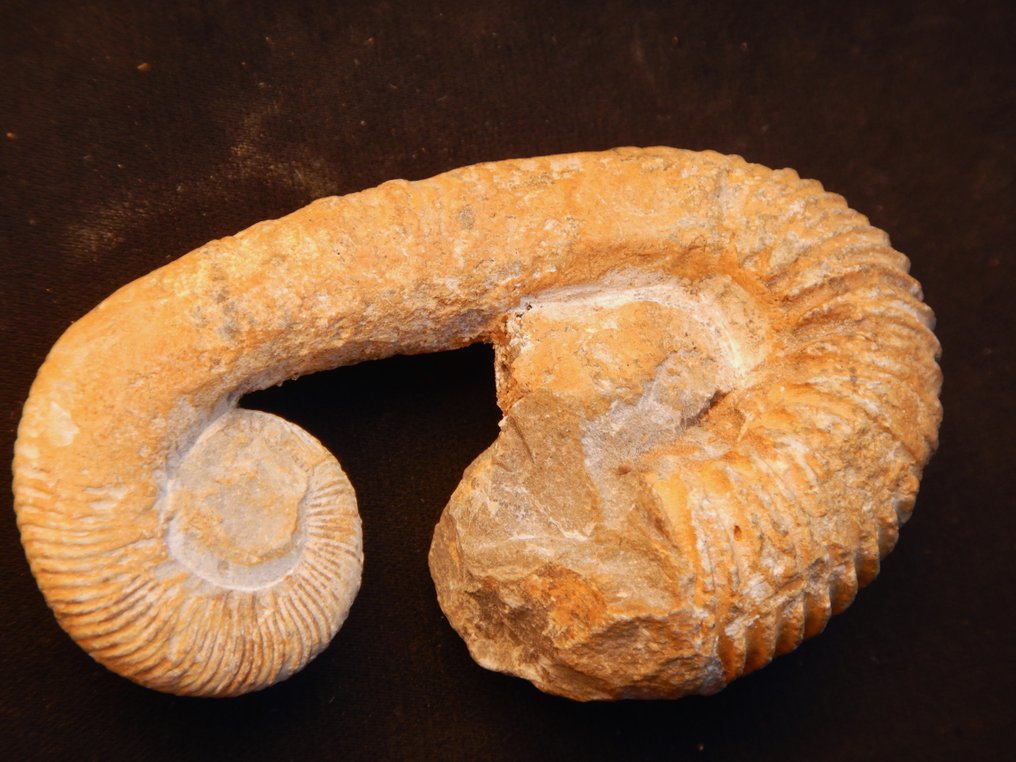 Goniatite - Fossilised animal - Heteromorph Ancyloceras - 7 cm - 4 cm  (No reserve price) #1.0