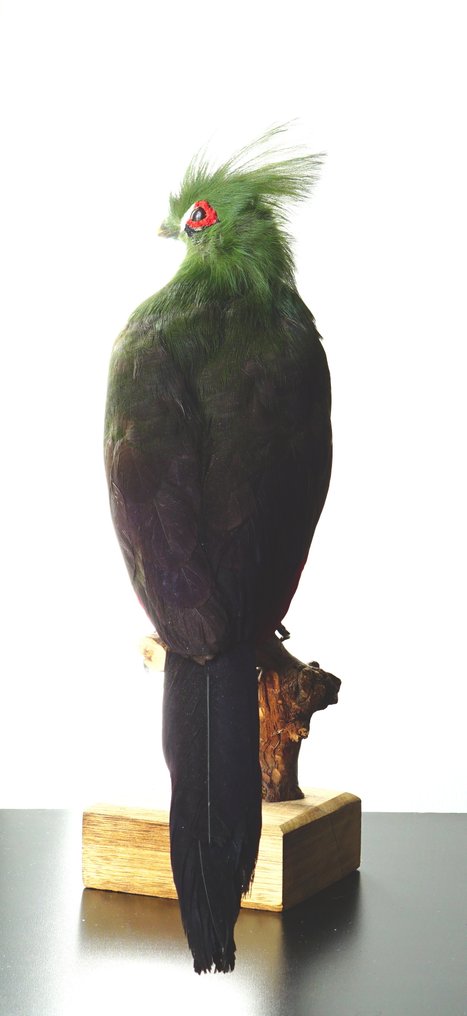 Turaco Support de corps entier pour taxidermie - Tauraco corythaix (with proof of origin) - 33 cm - 14 cm - 25 cm - CITES Annexe II - Annexe B dans l'UE #1.0