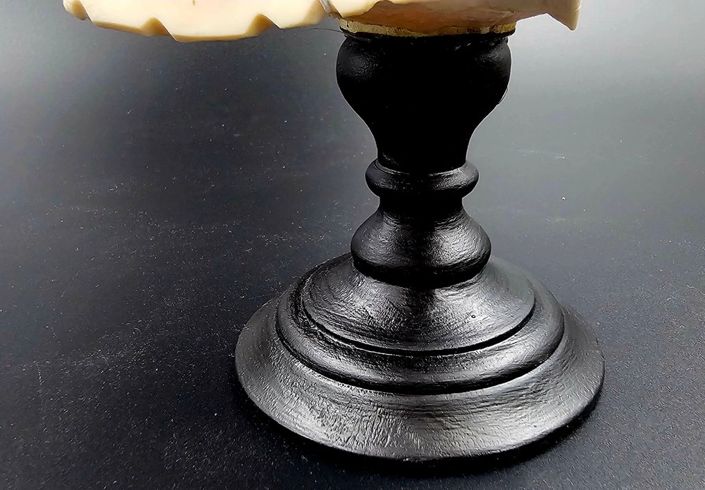 Lumaca di mare Allestimento tassidermico a corpo intero - Cameo Cyprae Cassis Madagascarensis - 170 mm - 120 mm - 120 mm - 1 #3.2