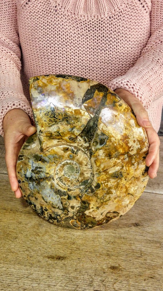 Nautilus - Fossil skeleton - Ammonite Cleoniceras - 5kg - Large Specimen - 29 cm - 23 cm #2.1