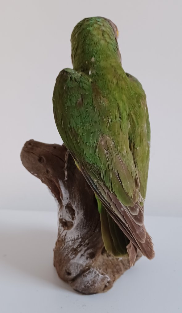 Loro del Senegal Preparación taxidérmica de cuerpo completo - Poicephalus senegalus (with proof of origin) - 22 cm - 9 cm - 11 cm - CITES Apéndice II - Anexo B en la UE #3.2