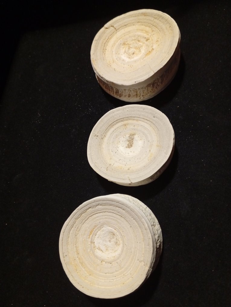 Wirbelkörper - Fossiler Wirbelknochen - 5.5 cm - 2 cm #1.0