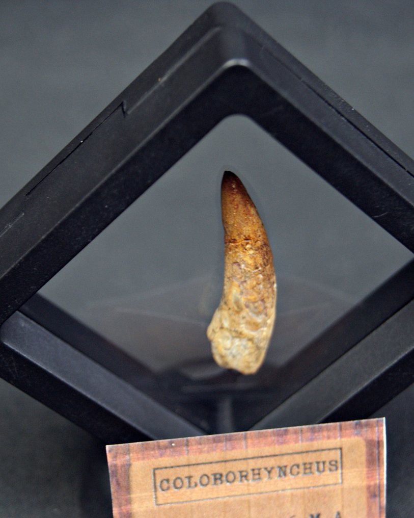 Pterosaur - Fosszilis fog - Coloborhynchus  (Nincs minimálár) #2.1