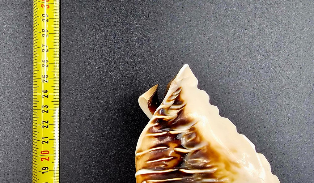 Lumaca di mare Allestimento tassidermico a corpo intero - Cameo Cyprae Cassis Madagascarensis - 170 mm - 120 mm - 120 mm - 1 #4.3