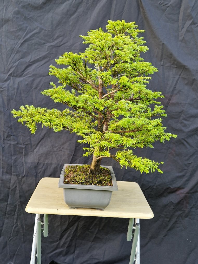 Western Pruche - Height (Tree): 60 cm - Depth (Tree): 57 cm - Canada #4.3