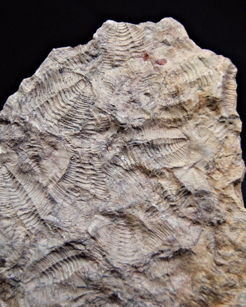 Trilobite - Fossil mortality plate - Placa Trilobite positivo y negativo #1.0