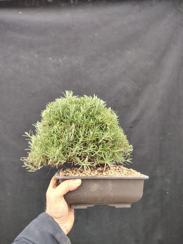 迷迭香 - 高度 (树干): 19 cm - 深度 (树干): 10 cm - 意大利 #1.0