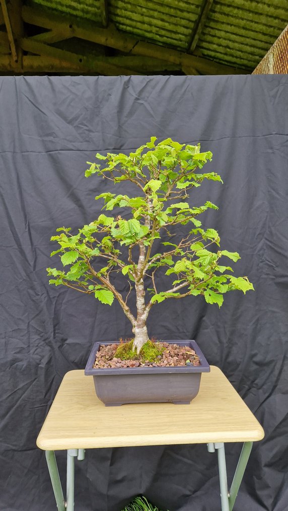 hazel - Height (Tree): 55 cm - Depth (Tree): 45 cm - France #4.3