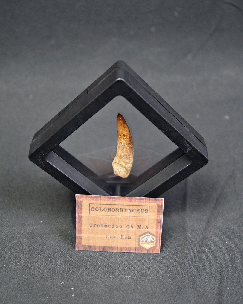 Pterosaur - Fosszilis fog - Coloborhynchus  (Nincs minimálár) #3.2