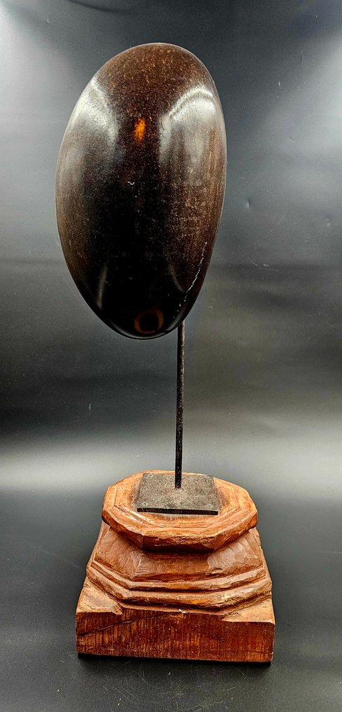 Coco de Mer or Sea Coconut Taxidermy full body mount - Lodoicea Maldivica - 680 mm - 290 mm - 230 mm - CITES Appendix III - Annex C in the EU - 1 #4.3