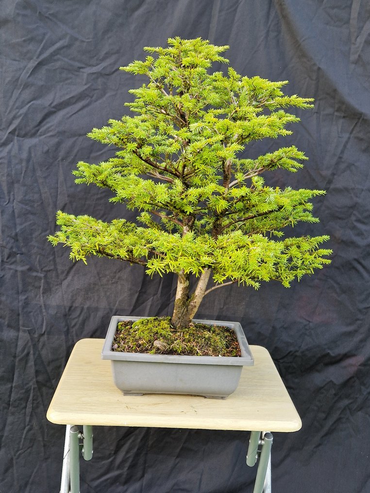 Western Pruche - Height (Tree): 60 cm - Depth (Tree): 57 cm - Canada #2.1