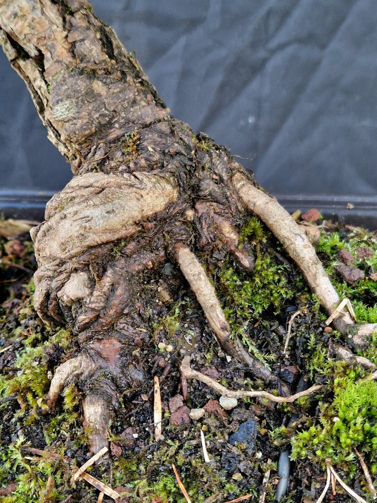 Pine bonsai (Pinus) - Height (Tree): 44 cm - Depth (Tree): 42 cm - Japan #4.3