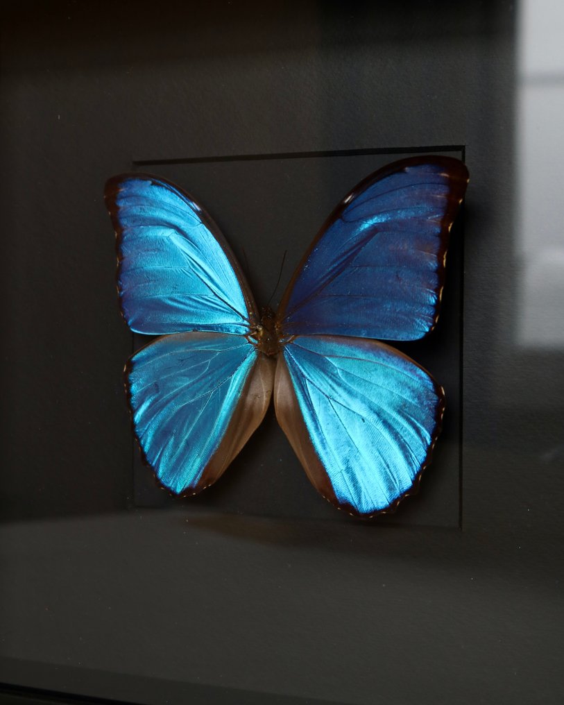 Papillon Support de corps entier pour taxidermie - Morpho didius - 25 cm - 25 cm - 4 cm - Espèces non-CITES - 1 #1.0