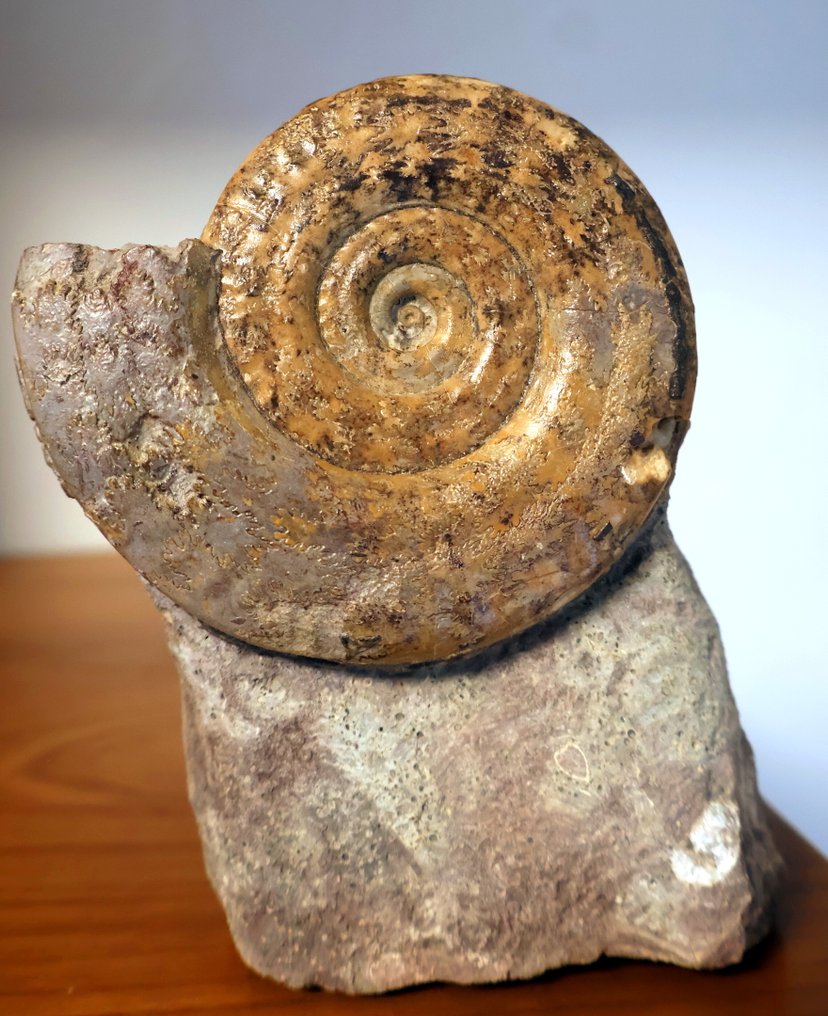 lote de 3 ammonites - Concha fosilizada - Lytoceras-Hildoceras-Harpoceras - 10 cm - 0 cm  (Sin Precio de Reserva) #4.3