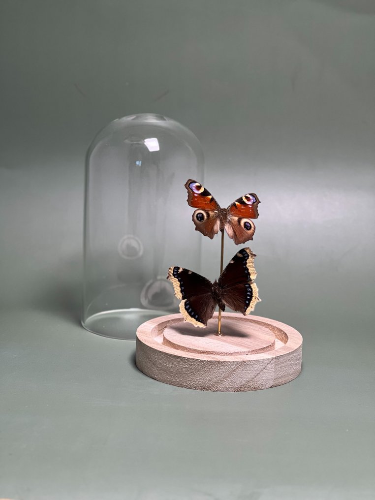 Farfalla Allestimento tassidermico a corpo intero - Aglais io, Paon du jour (the peacock butterfly) + Nymphalis antiopa, Le Morio (the mourning cloak) - 15 cm - 12 cm - 12 cm - Specie non CITES - 1 #3.2