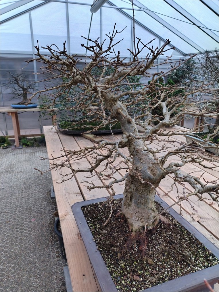 Trident maple bonsai (Acer buergerianum) - Height (Tree): 85 cm - Depth (Tree): 60 cm - Japan #3.2