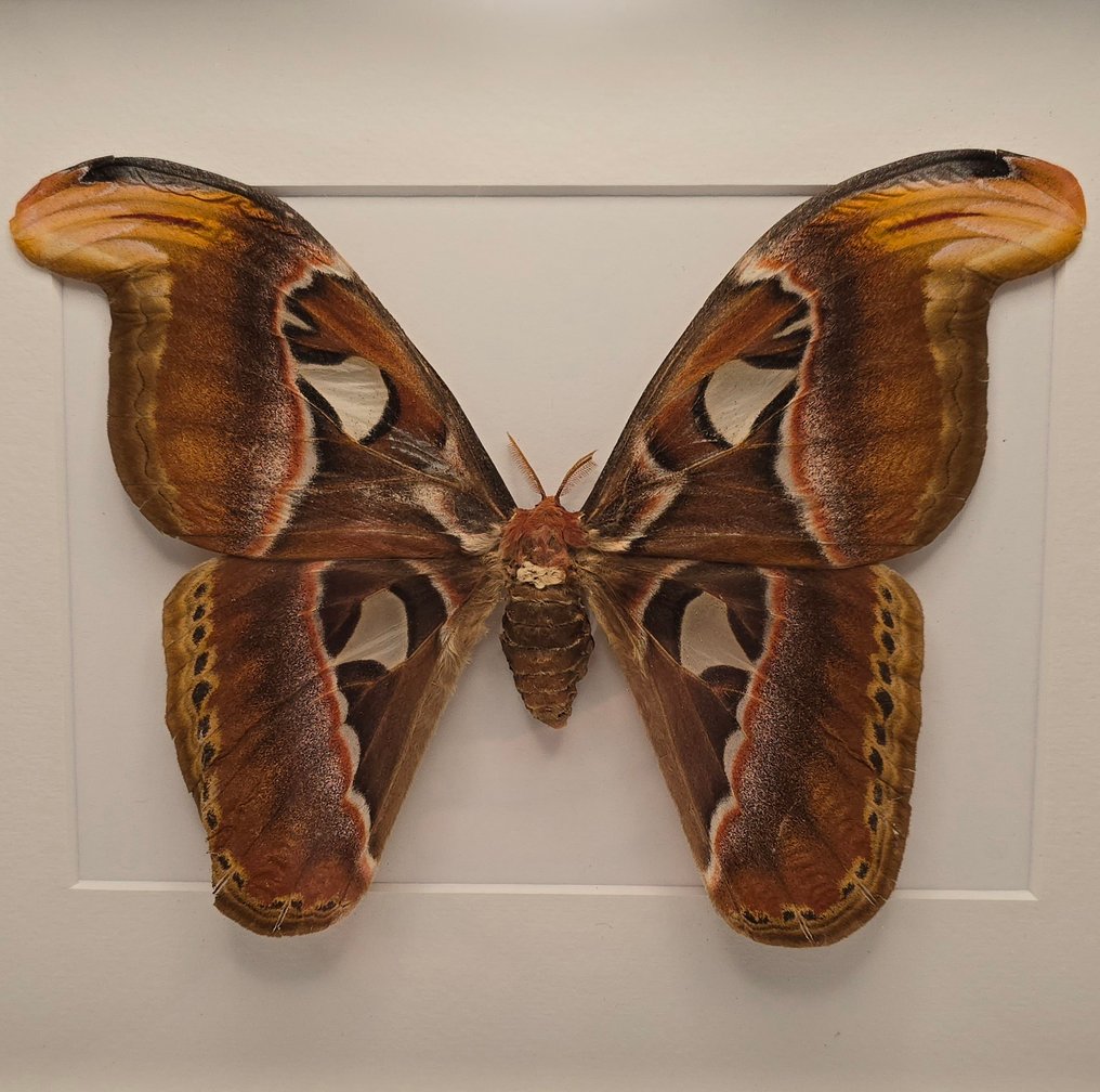 Papillon udfolder sig Taksidermi fuld kropsmontering - Attacus atlas - 32 cm - 23 cm - 3 cm - 1 #3.2