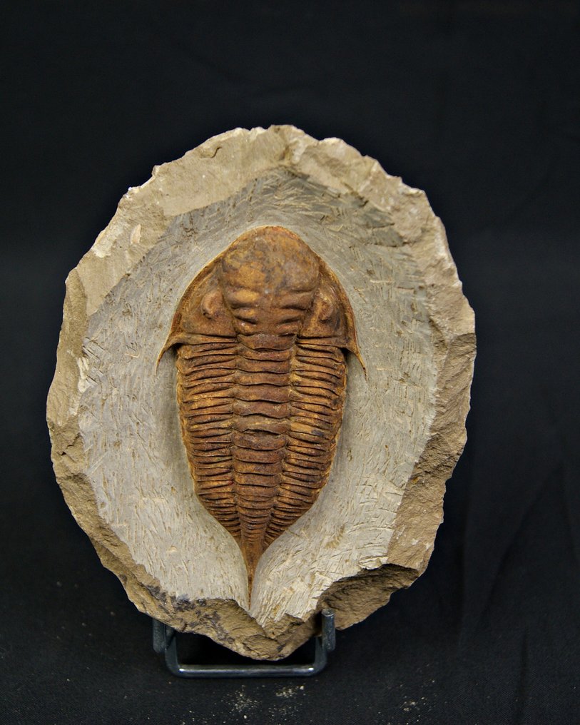 Trilobite - Fossile dyr - Dalmanites #3.2