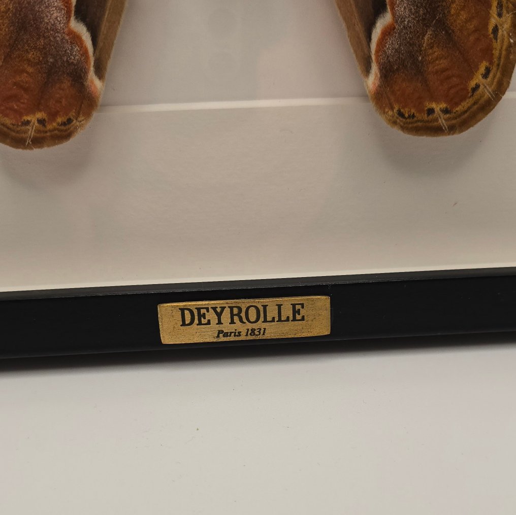 Papillon udfolder sig Taksidermi fuld kropsmontering - Attacus atlas - 32 cm - 23 cm - 3 cm - 1 #4.3