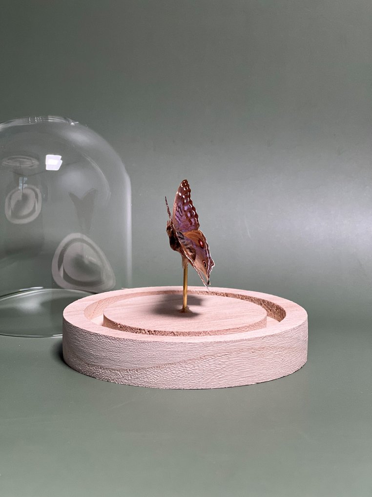 Πεταλούδα Βάση ταρίχευσης ολόκληρου σώματος - Precis rhadama - royal blue pansy - 10.5 cm - 9.5 cm - 9.5 cm - Είδη που δεν ανήκουν στο CITES - 1 #2.1