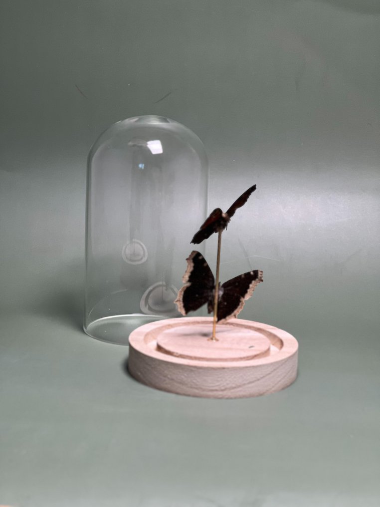 Farfalla Allestimento tassidermico a corpo intero - Aglais io, Paon du jour (the peacock butterfly) + Nymphalis antiopa, Le Morio (the mourning cloak) - 15 cm - 12 cm - 12 cm - Specie non CITES - 1 #1.0