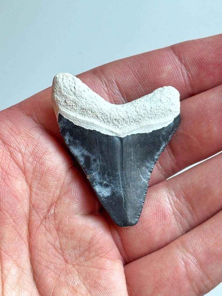 Megalodon - Dente fóssil - 4.8 cm - 3.9 cm  (Sem preço de reserva) #1.0