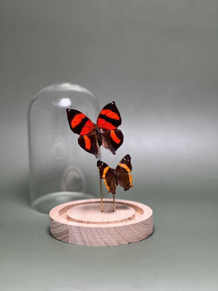 Farfalla Allestimento tassidermico a corpo intero - Siderone galanthis ( Red-striped) + Antanartia Hippomene - 15 cm - 12 cm - 12 cm - Specie non CITES - 1 #1.0