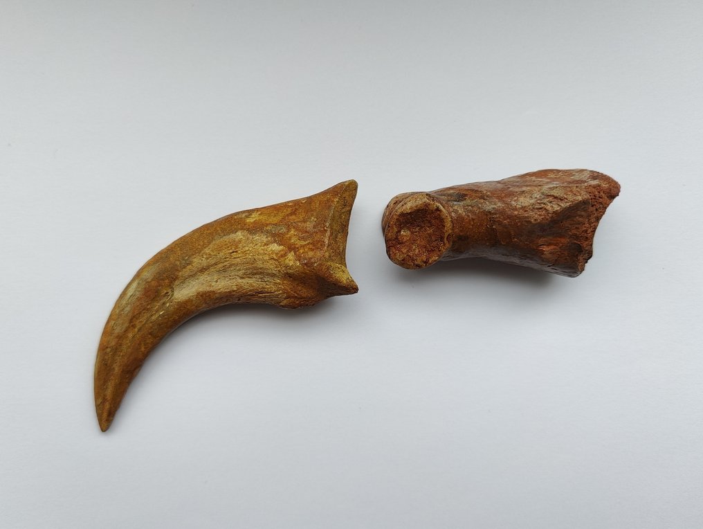 Dinosaur - Fossilised claw - Abelisauridae - 10 cm - 2.5 cm #1.0