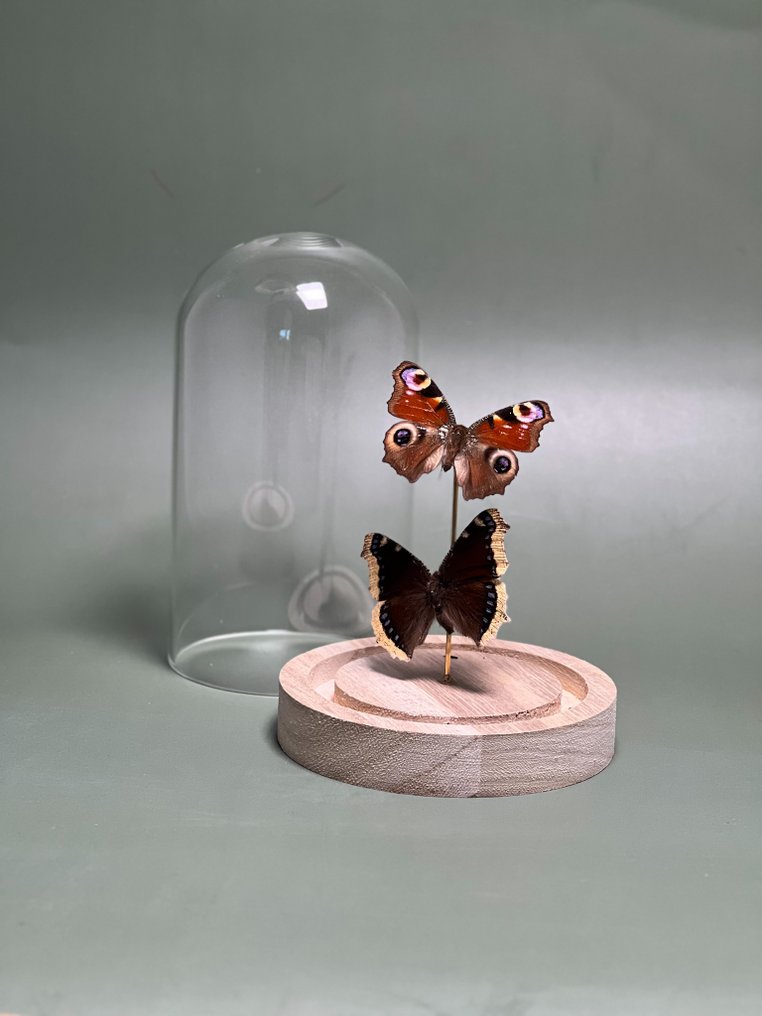 Farfalla Allestimento tassidermico a corpo intero - Aglais io, Paon du jour (the peacock butterfly) + Nymphalis antiopa, Le Morio (the mourning cloak) - 15 cm - 12 cm - 12 cm - Specie non CITES - 1 #1.0