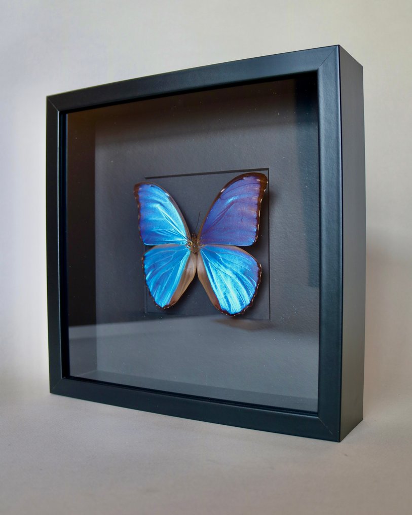 Papillon Support de corps entier pour taxidermie - Morpho didius - 25 cm - 25 cm - 4 cm - Espèces non-CITES - 1 #2.1