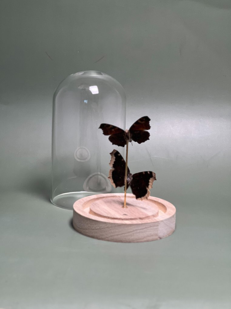 Farfalla Allestimento tassidermico a corpo intero - Aglais io, Paon du jour (the peacock butterfly) + Nymphalis antiopa, Le Morio (the mourning cloak) - 15 cm - 12 cm - 12 cm - Specie non CITES - 1 #2.1