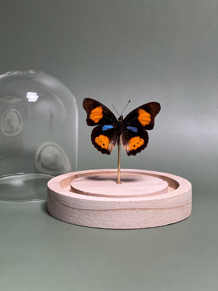 Πεταλούδα Βάση ταρίχευσης ολόκληρου σώματος - Junonia westermanni - blue spot pansy - 10.5 cm - 9.5 cm - 9.5 cm - Είδη που δεν ανήκουν στο CITES - 1 #4.3