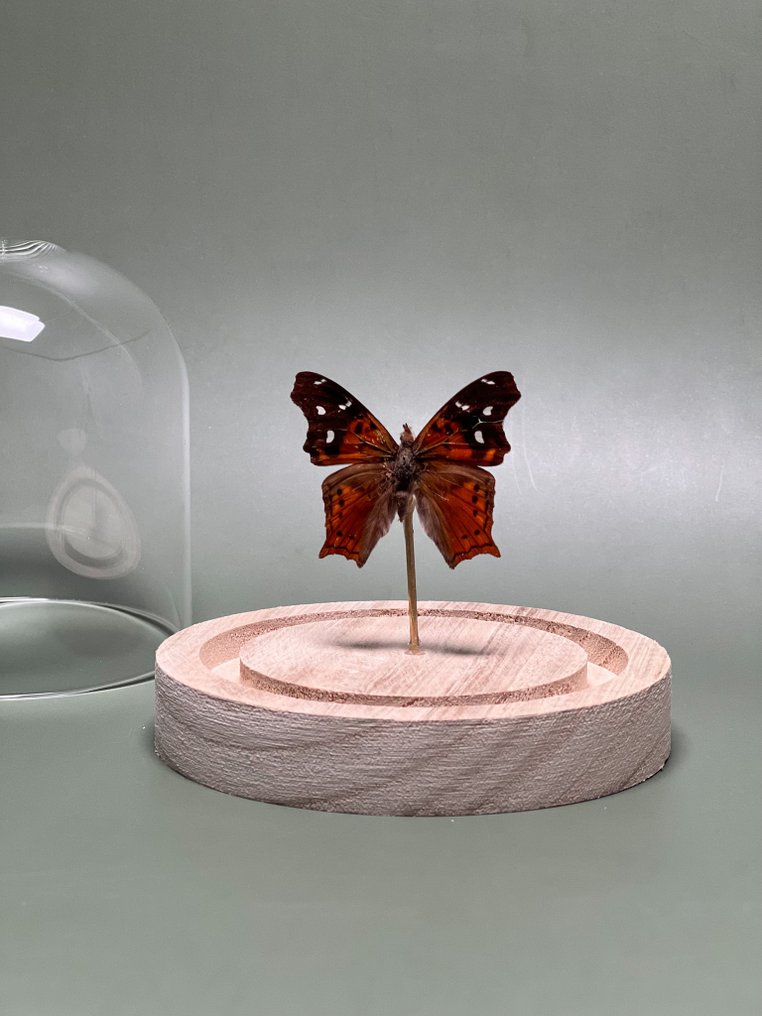 Farfalla Allestimento tassidermico a corpo intero - Hypanartia kefersteini - Red Mapwing Butterfly - 10.5 cm - 9.5 cm - 9.5 cm - Specie non CITES - 1 #1.0