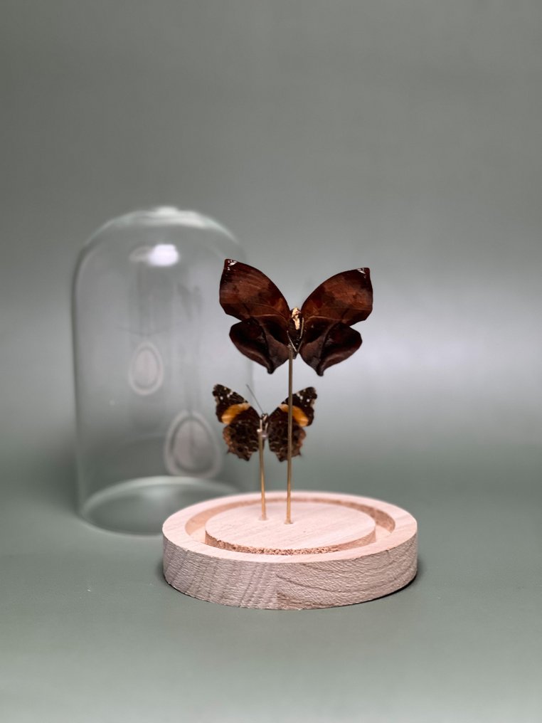 Farfalla Allestimento tassidermico a corpo intero - Siderone galanthis ( Red-striped) + Antanartia Hippomene - 15 cm - 12 cm - 12 cm - Specie non CITES - 1 #3.2