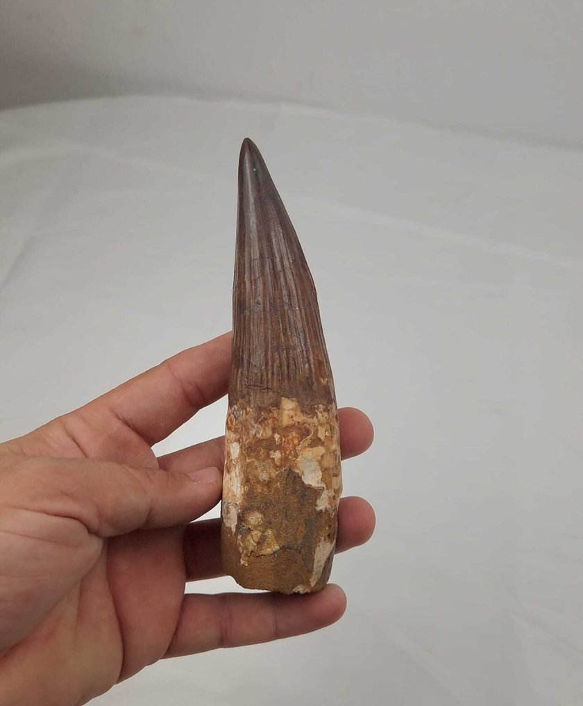 Dinosaur - Fossil tooth - Spinosaurus aegyptiacus - 16 cm #3.2
