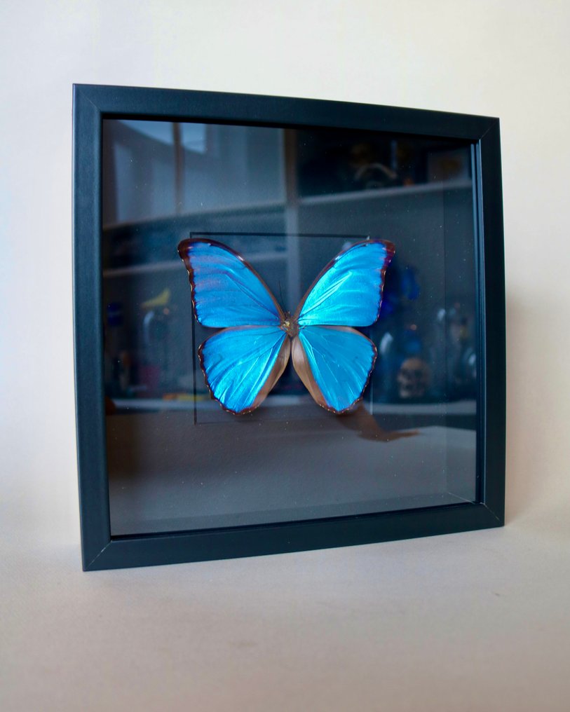 Papillon Support de corps entier pour taxidermie - Morpho didius - 25 cm - 25 cm - 4 cm - Espèces non-CITES - 1 #4.3